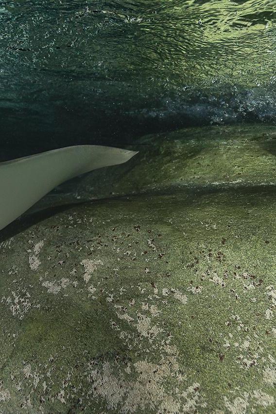 Aquariums